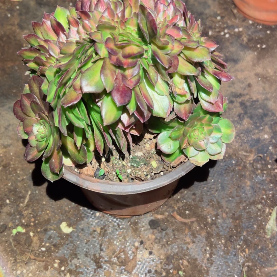 3047 号多肉法师植物新年福利