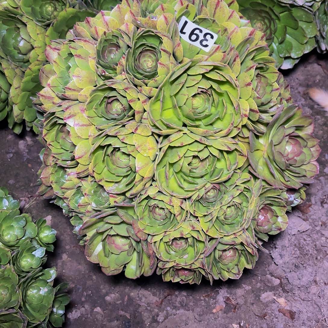 万圣节拉丝14-2包邮法师