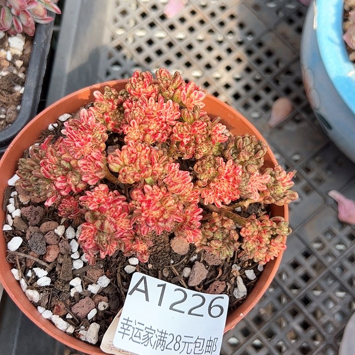 幸运的是我的朋友们