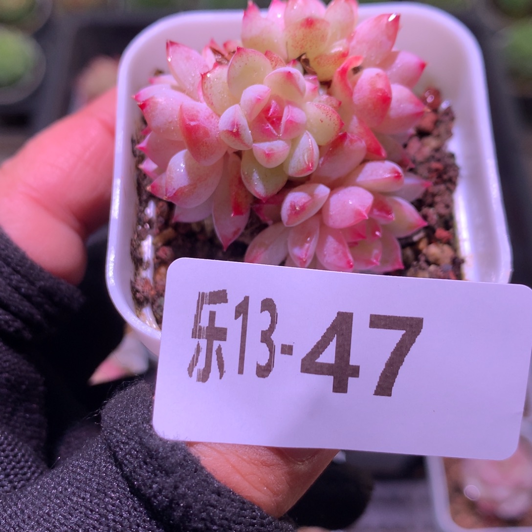 乐然13-47 新品群 不包整