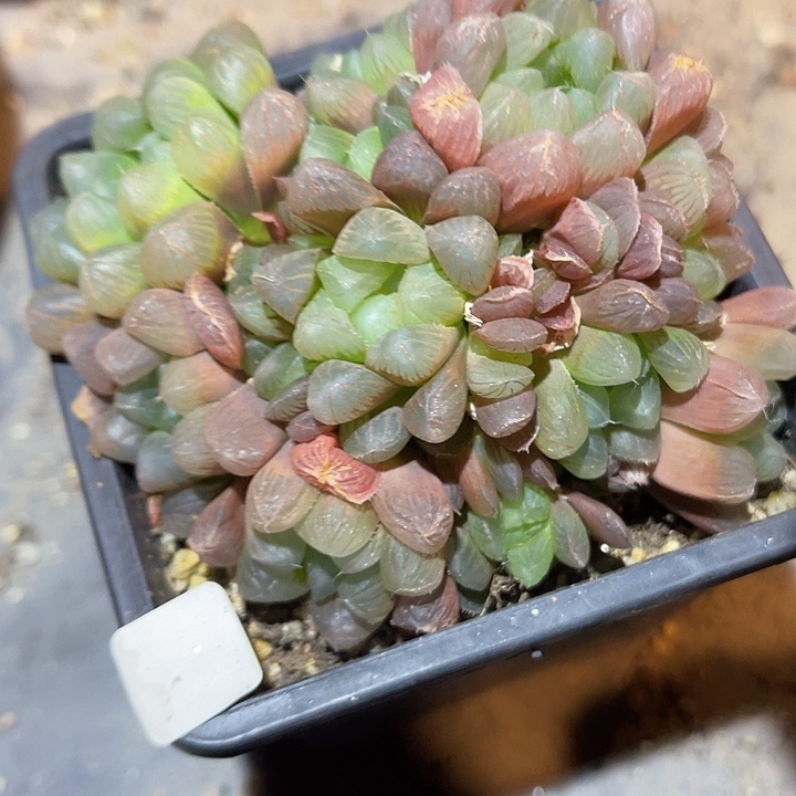 满38包邮2天凑单，脱土晾根发货多肉植物