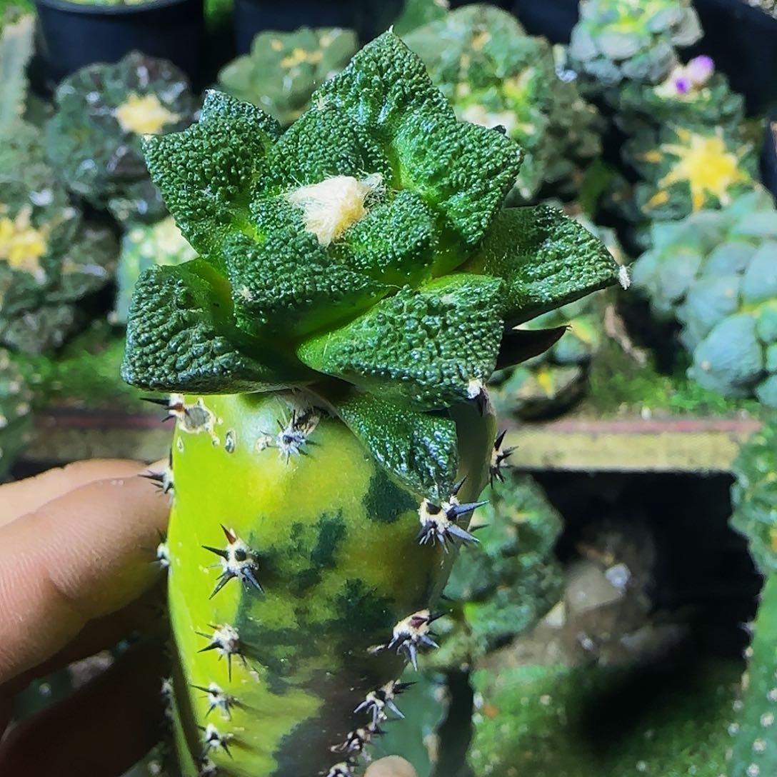 辛顿576仙人球开花