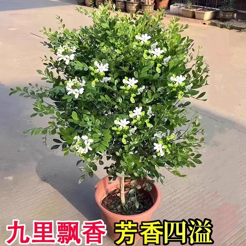 九里香盆栽花绿植室内四季开花带花苞七里香净化空气阳台薄荷苗