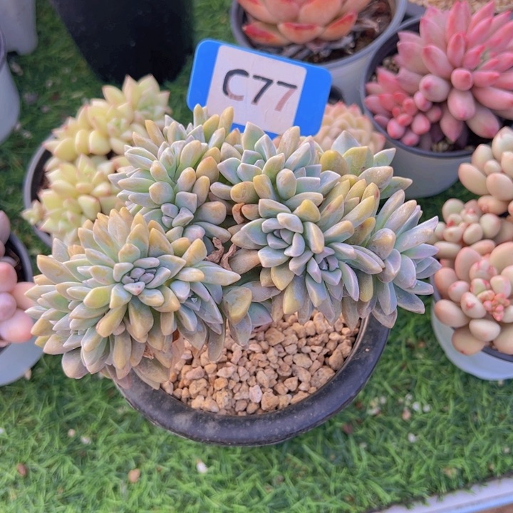 健健康康平平安安