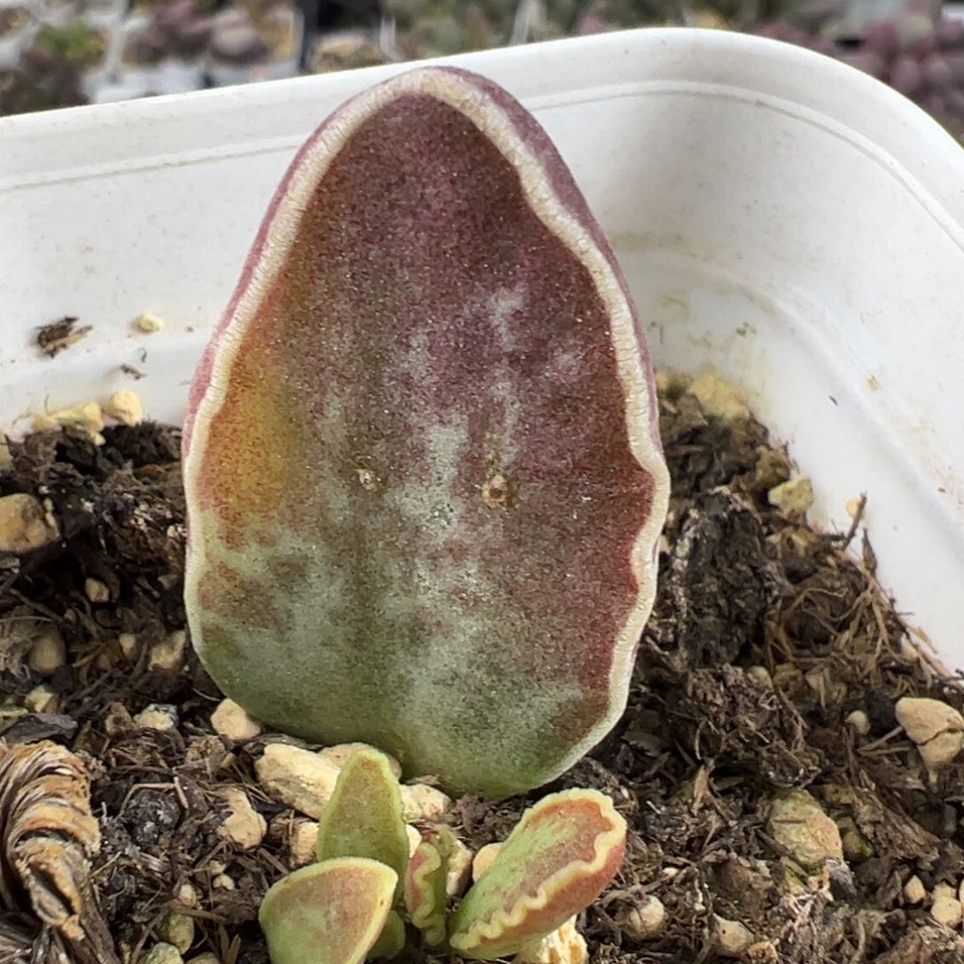 雨蝶大苗多肉植物水泡