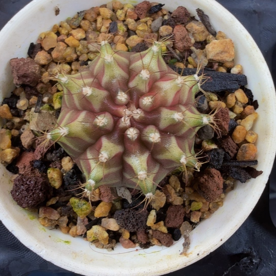 当前无花朵，栽培后可花朵