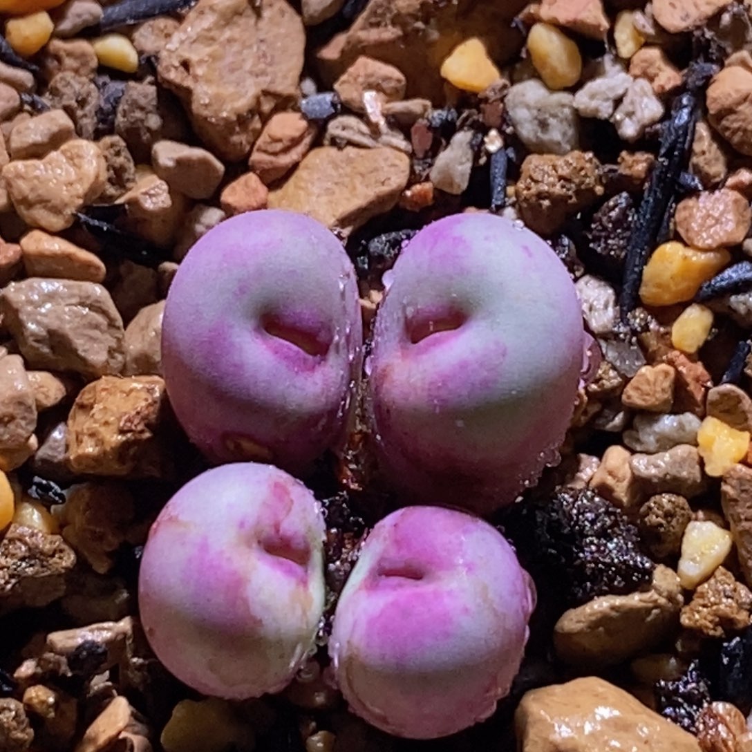 四头贝特分好看好看