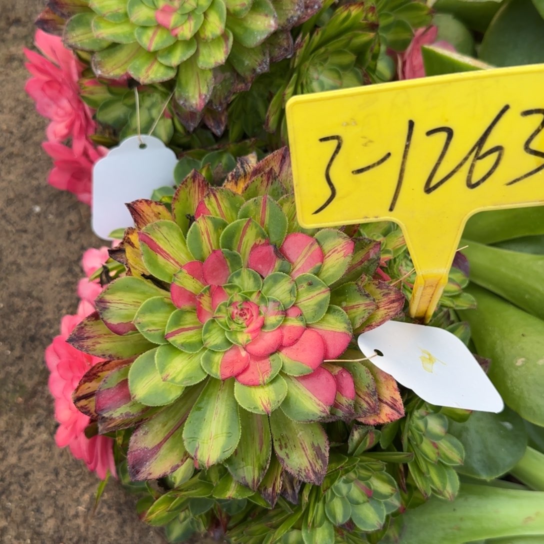 3-1263---多头多肉植物