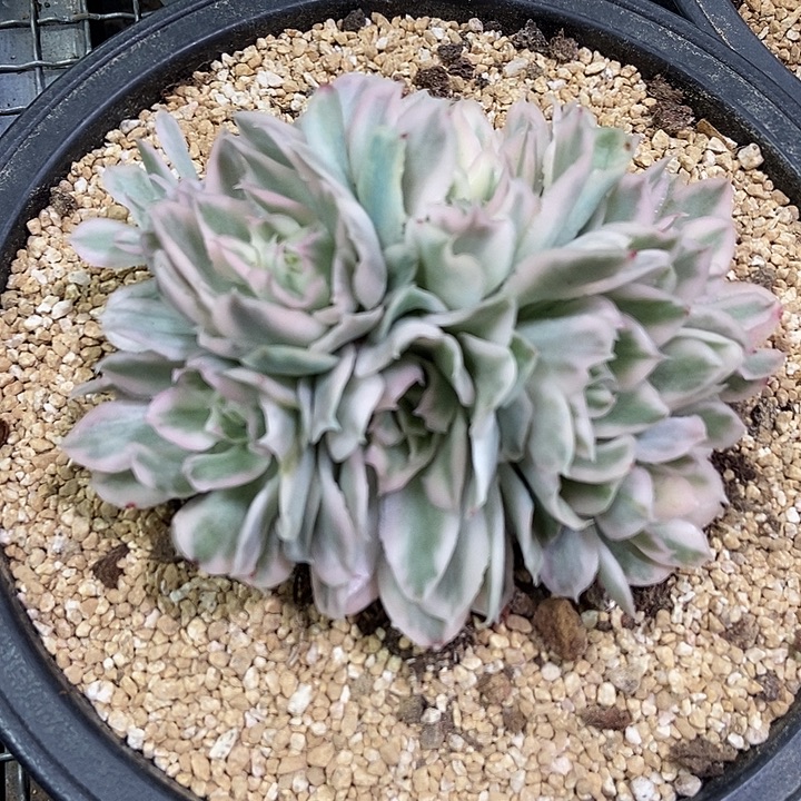 紫蝴蝶锦群多肉植物