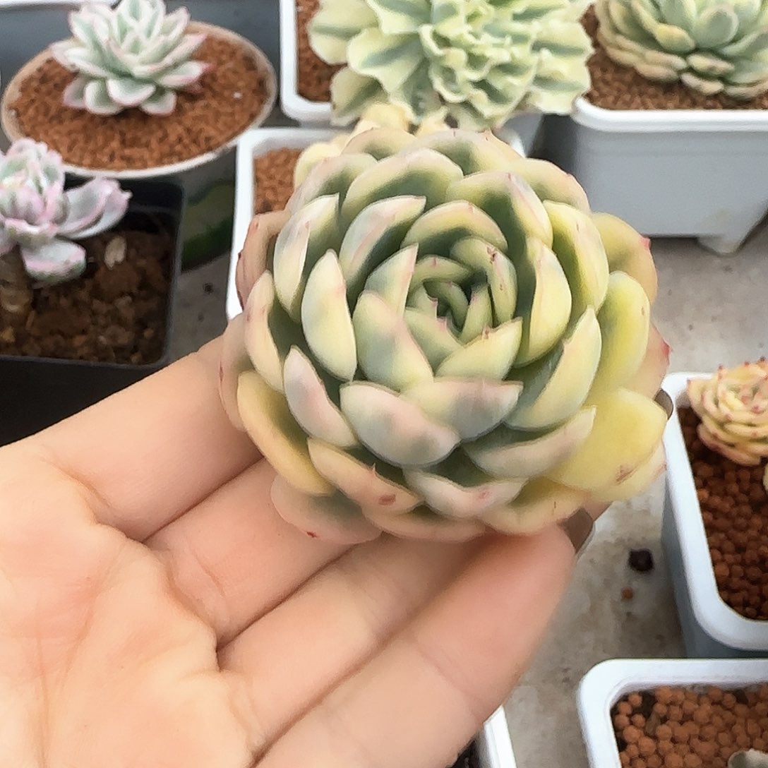 草莓冰锦多肉植物