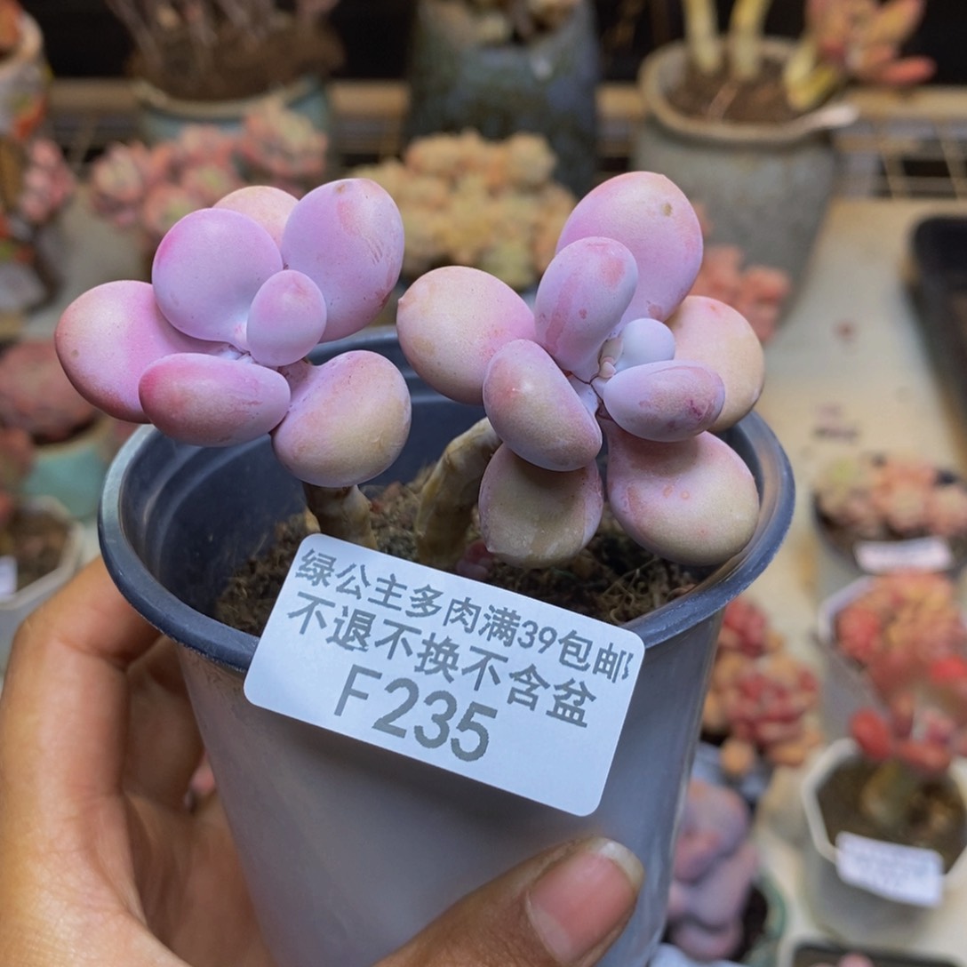 235糖果桃蛋多肉3c m