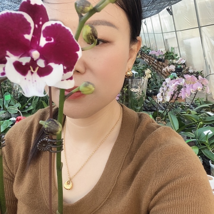 无花朵一千零一夜蝴蝶兰