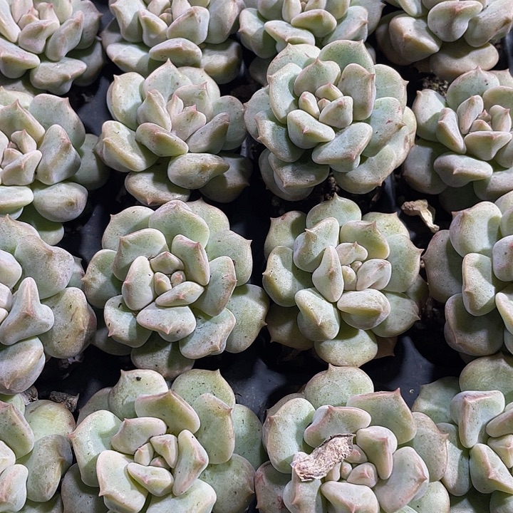 超奶2.8带土发货一个