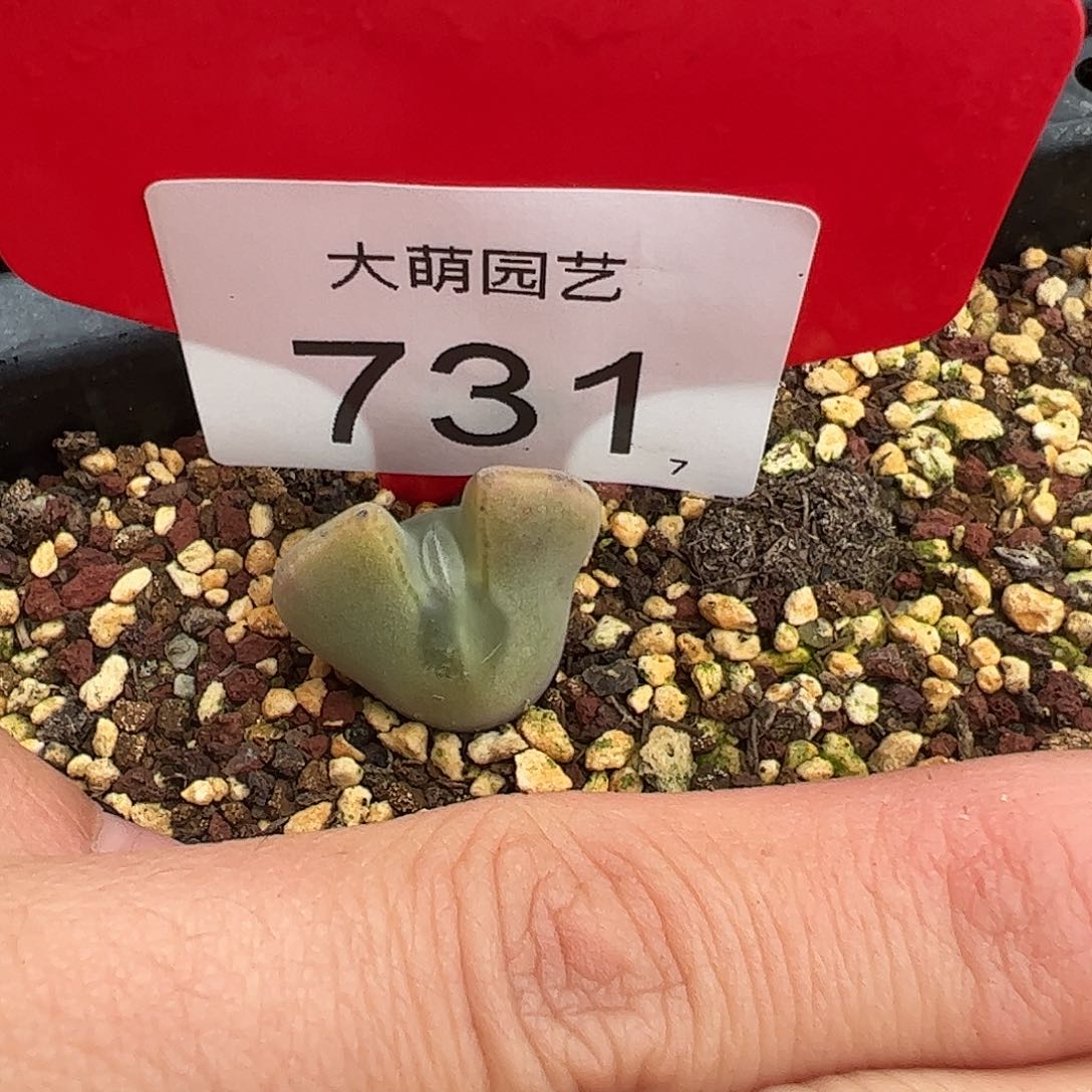 0000731一物一拍脱土发