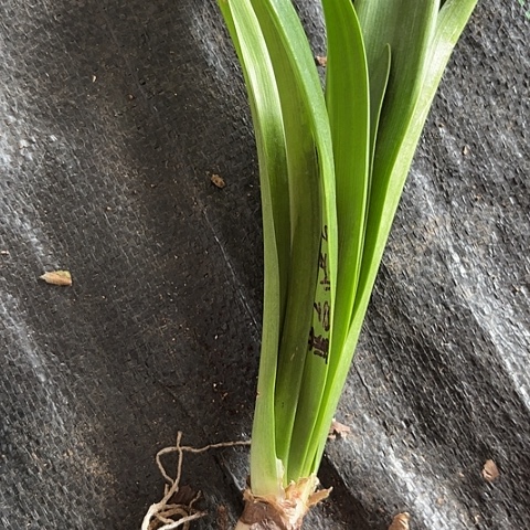 蓝色蜂鸟5左右有标包对版