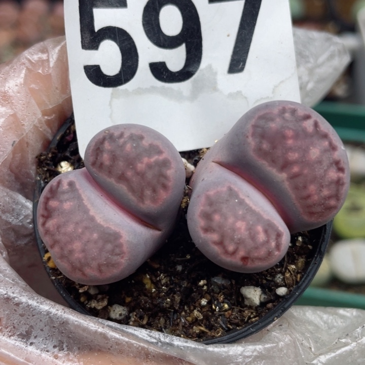 597紫巴厘母本带盆