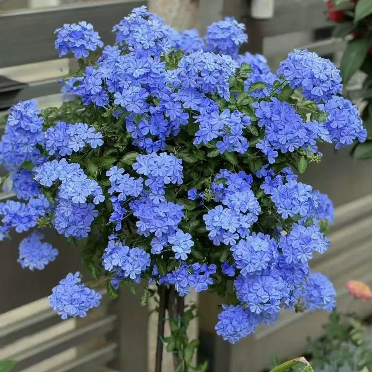 （蓝雪花） 耐热可攀援蓝雪花庭院花园观赏植物盆栽苗夏季花期长
