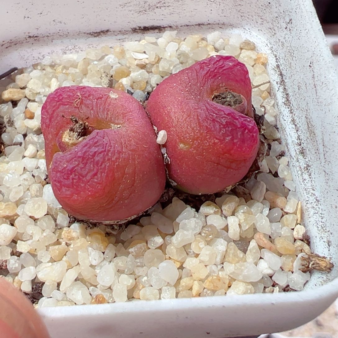 114-326.多肉多肉的