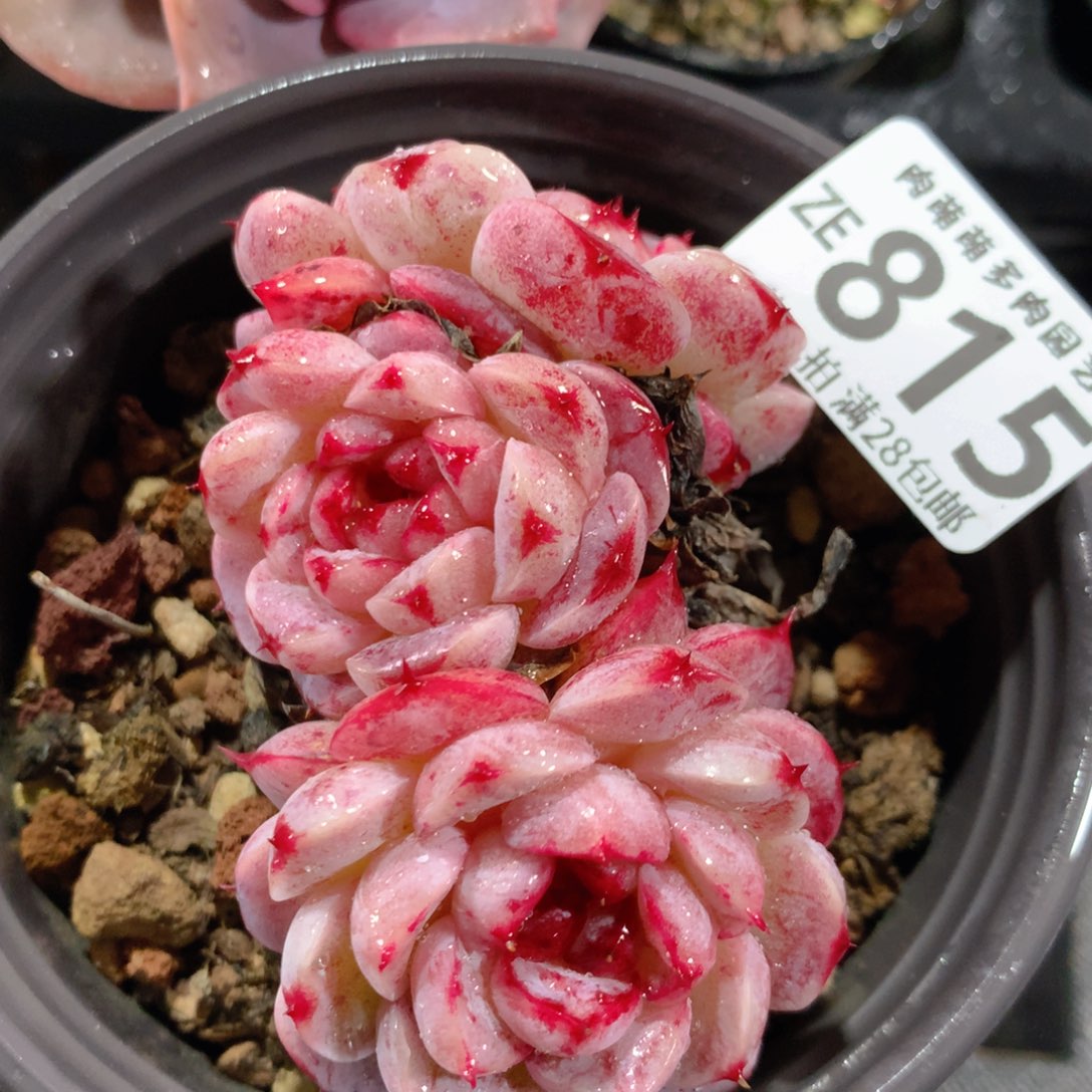 5CM拇指盆精控多肉ZE815