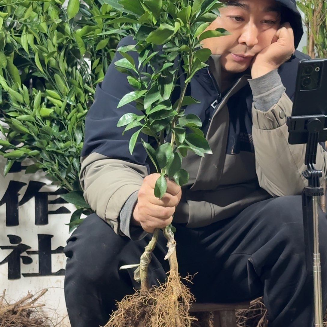 完全开放一颗黄帝柑一颗丑柑组合