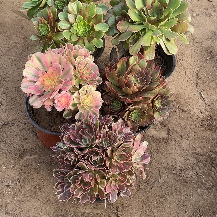 726多肉植物组合，