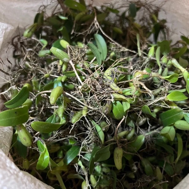 【蛟哥优品】永嘉高山单叶岩珠