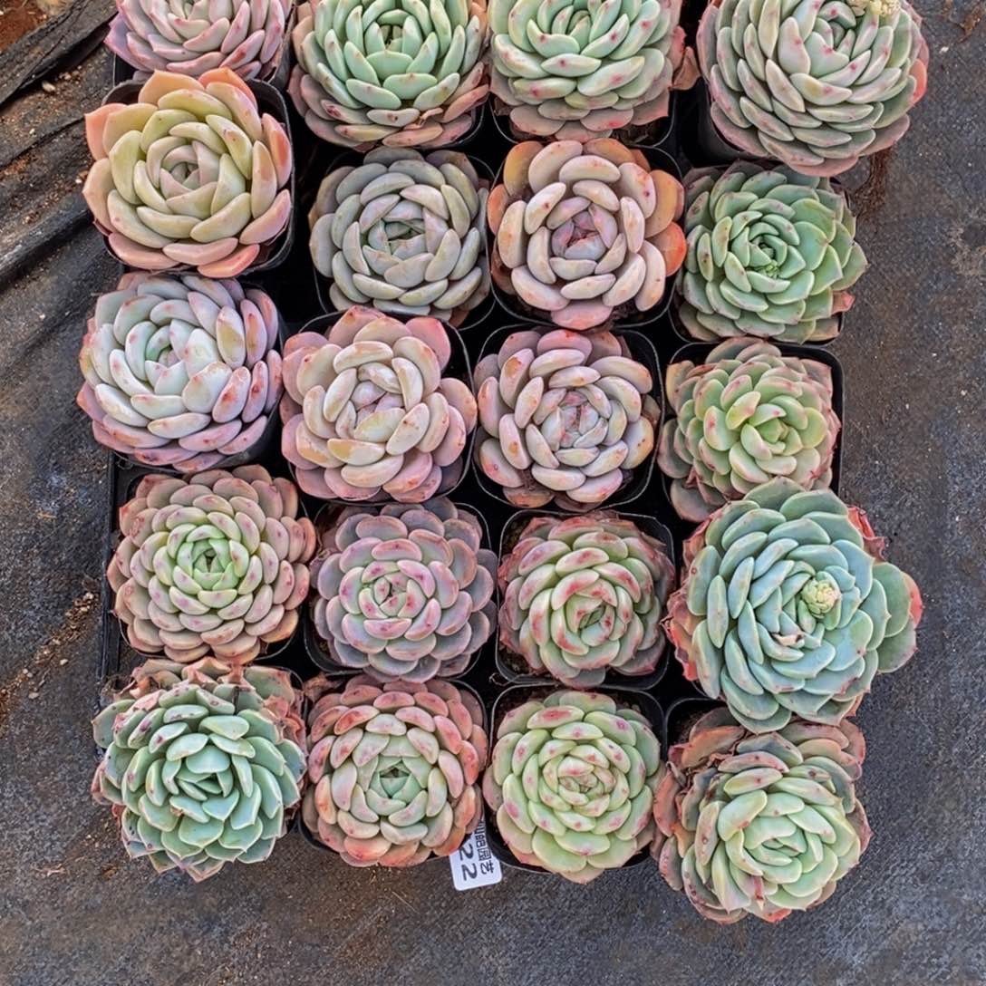 {****]722的人生态度就是这样一