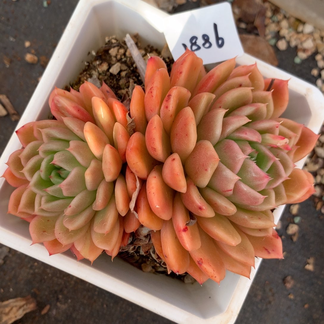 1886杂交多肉老桩