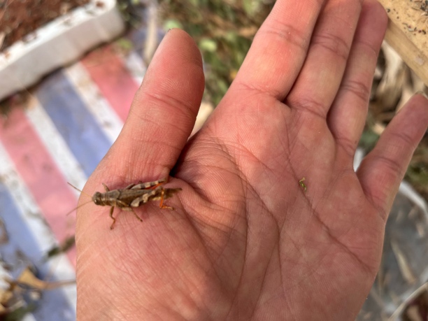 云南全公花腿专用鸟食提性促火