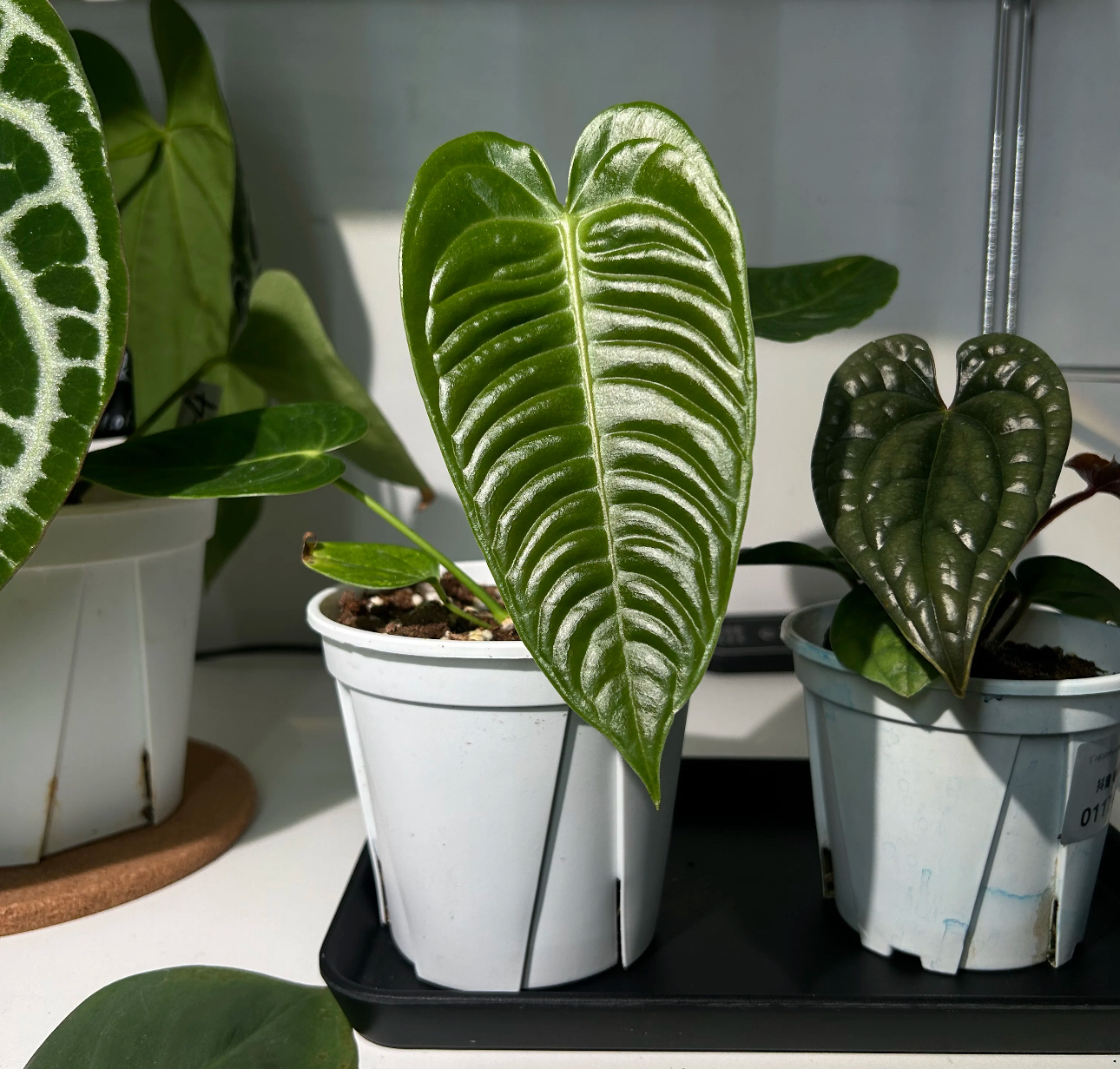 【火鹤王花烛】室内网红好养耐看绿植盆栽