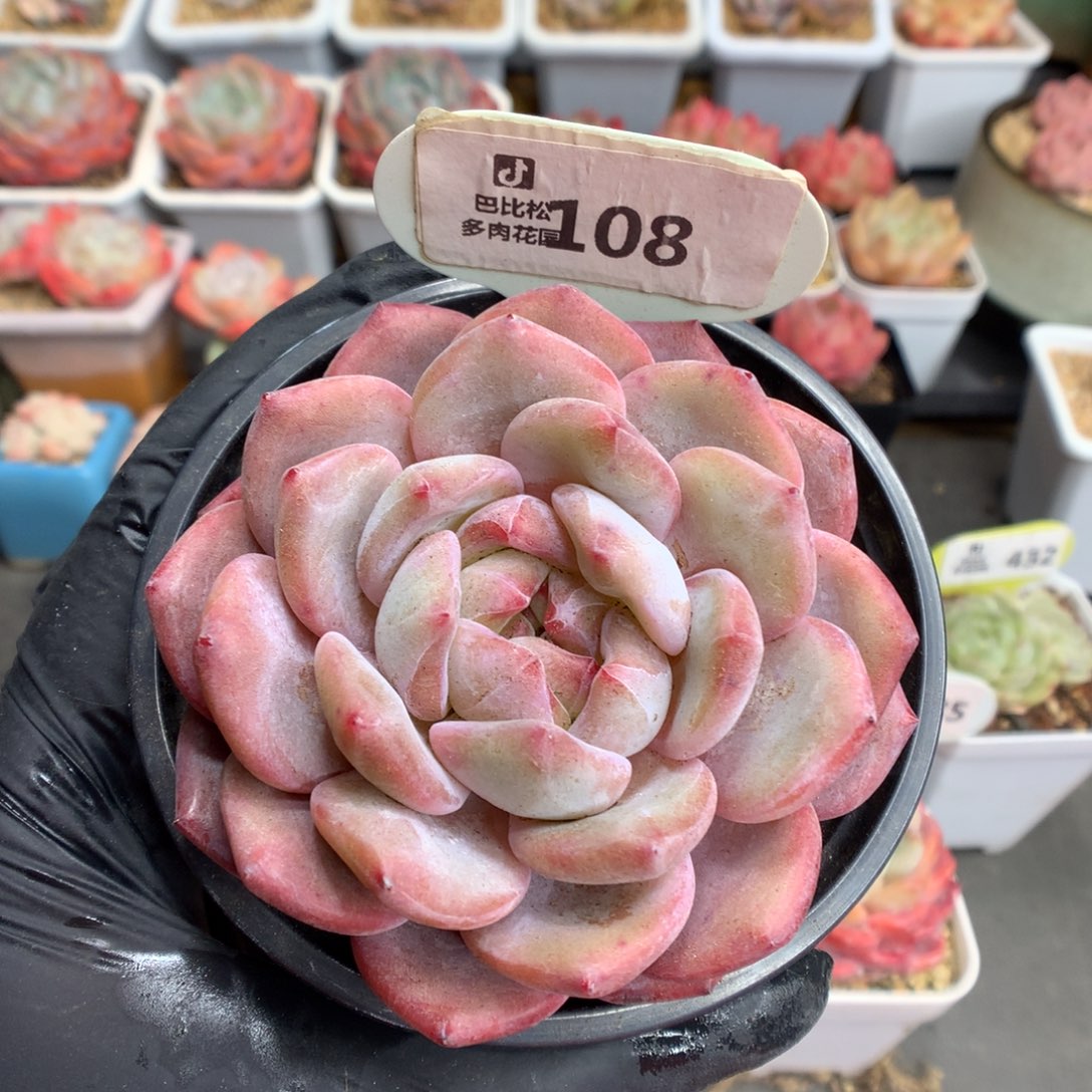 108 紫皮紫心星影