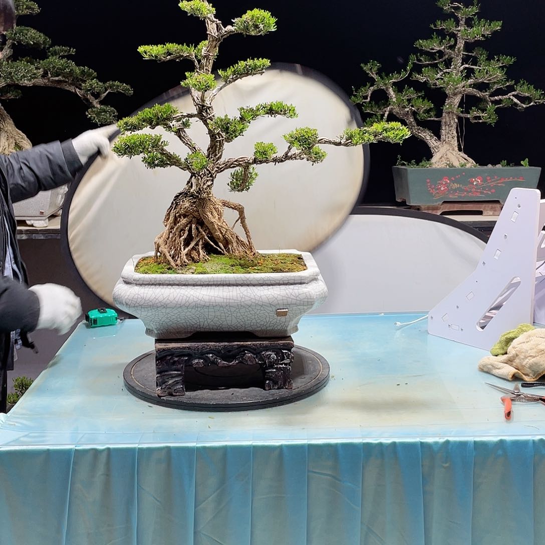 黄杨黄杨黄杨黄杨89