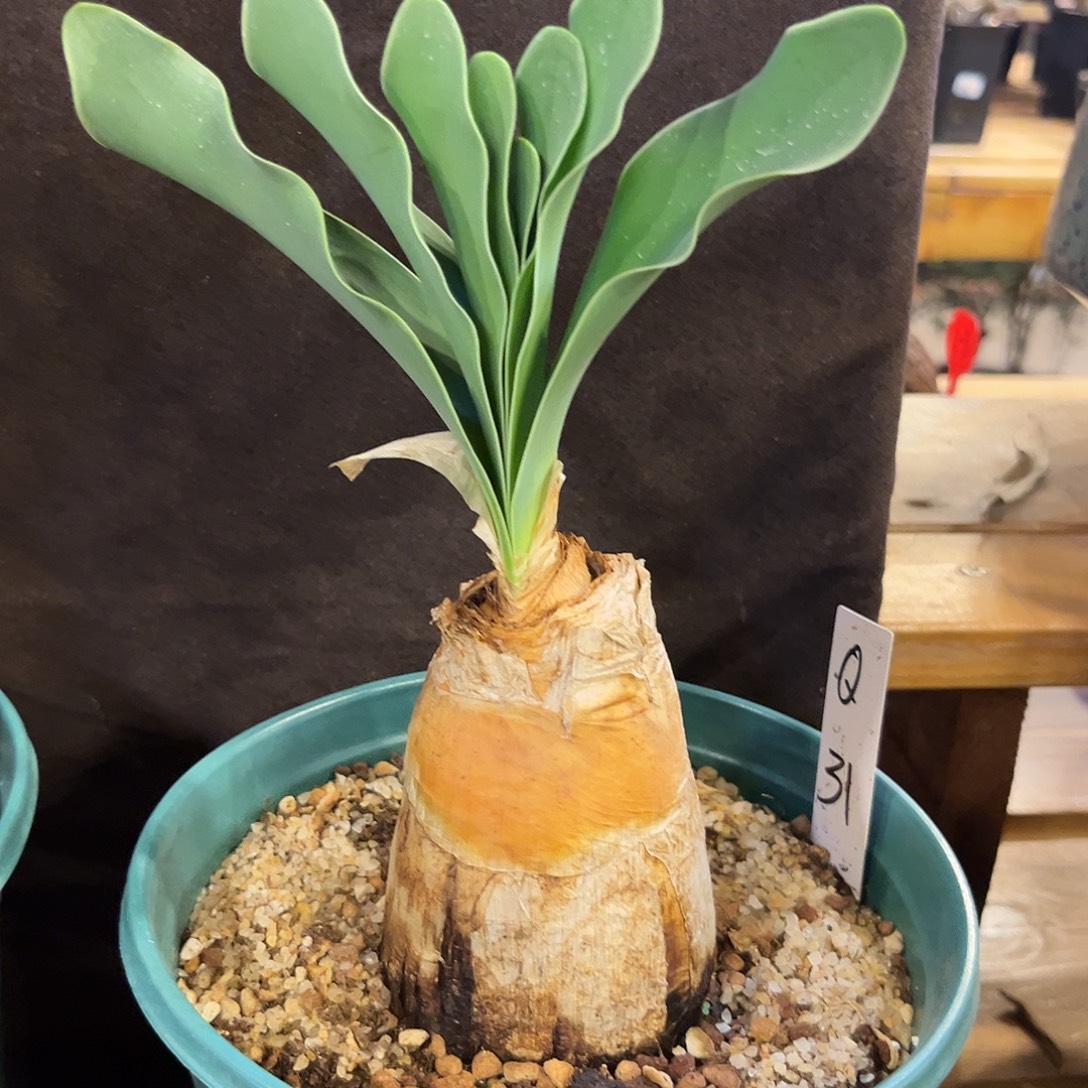 汤圆植物巨凤之卵Q31