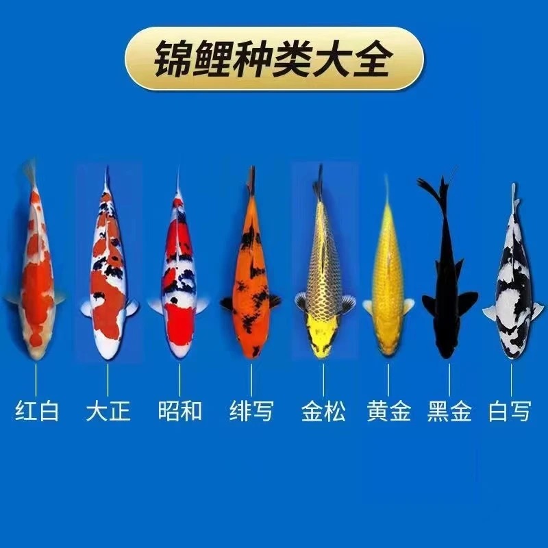 纯正血统锦鲤水花纯种锦鲤昭和大正红白冷水观赏鱼水花小鱼苗包邮