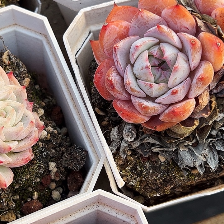 粉孤星群     福利多多