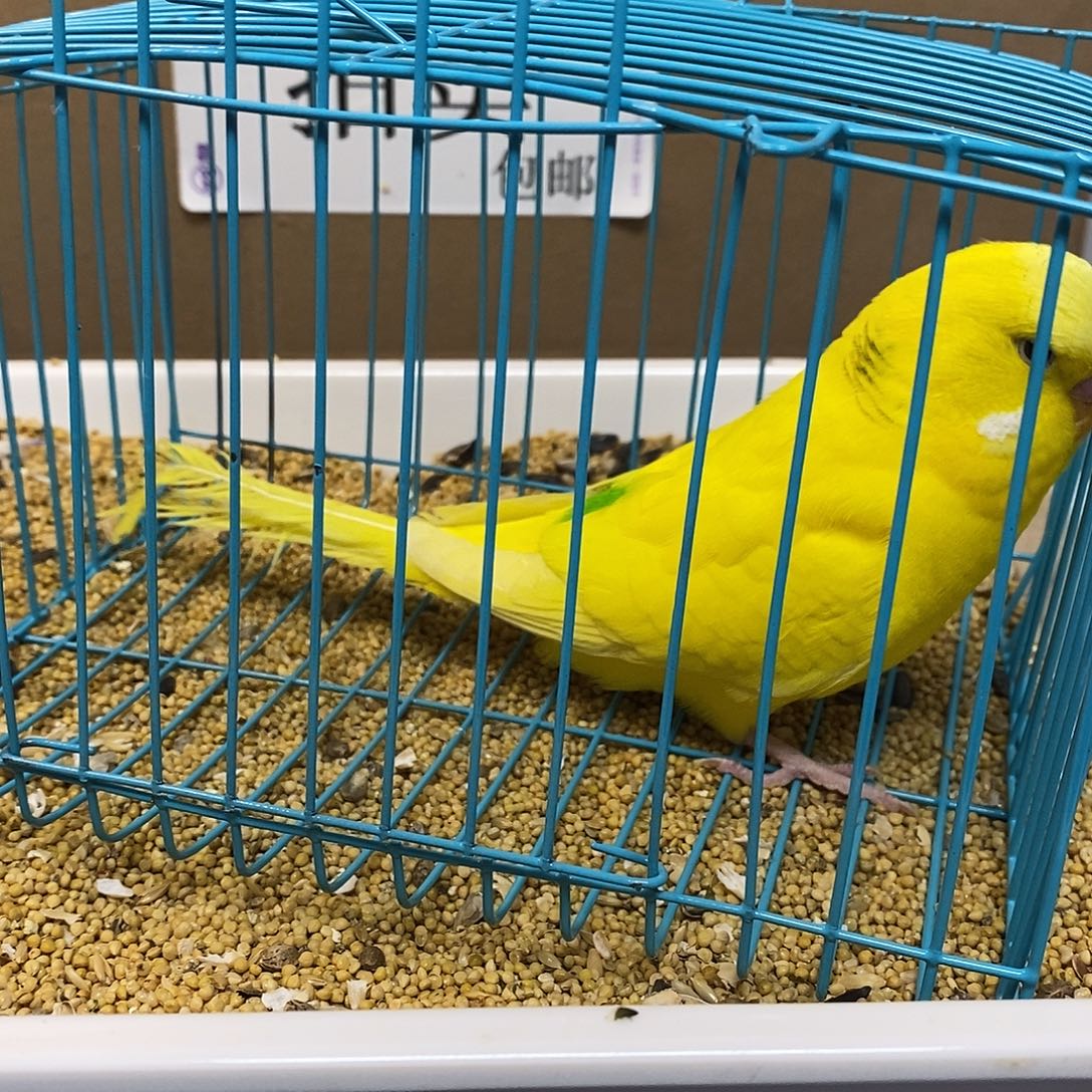 虎皮鹦鹉大头虎皮