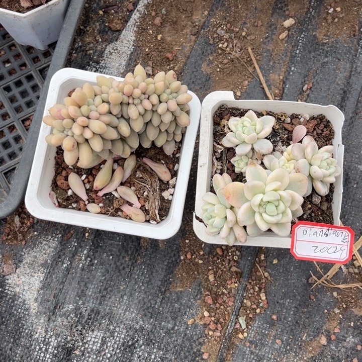 D***吖汤圆缀化劳尔锦。。。。。