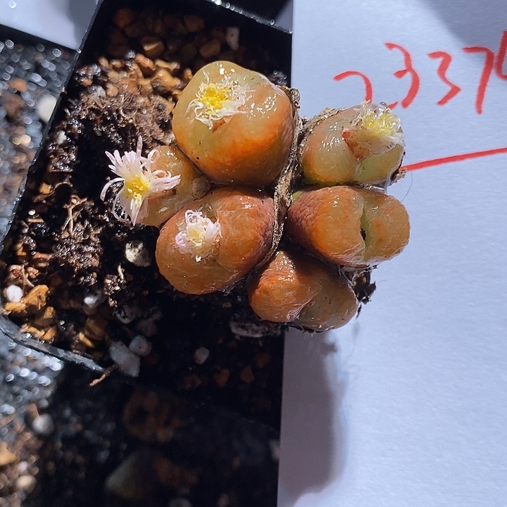23374。   一群。      