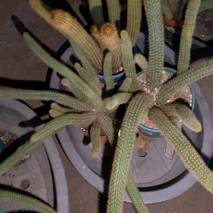 麓***麓仙人球橙仙子魔尔紫红水晶各一