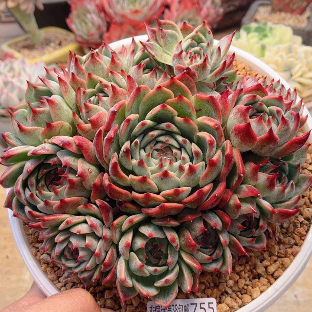 755吉娃娃德华多肉