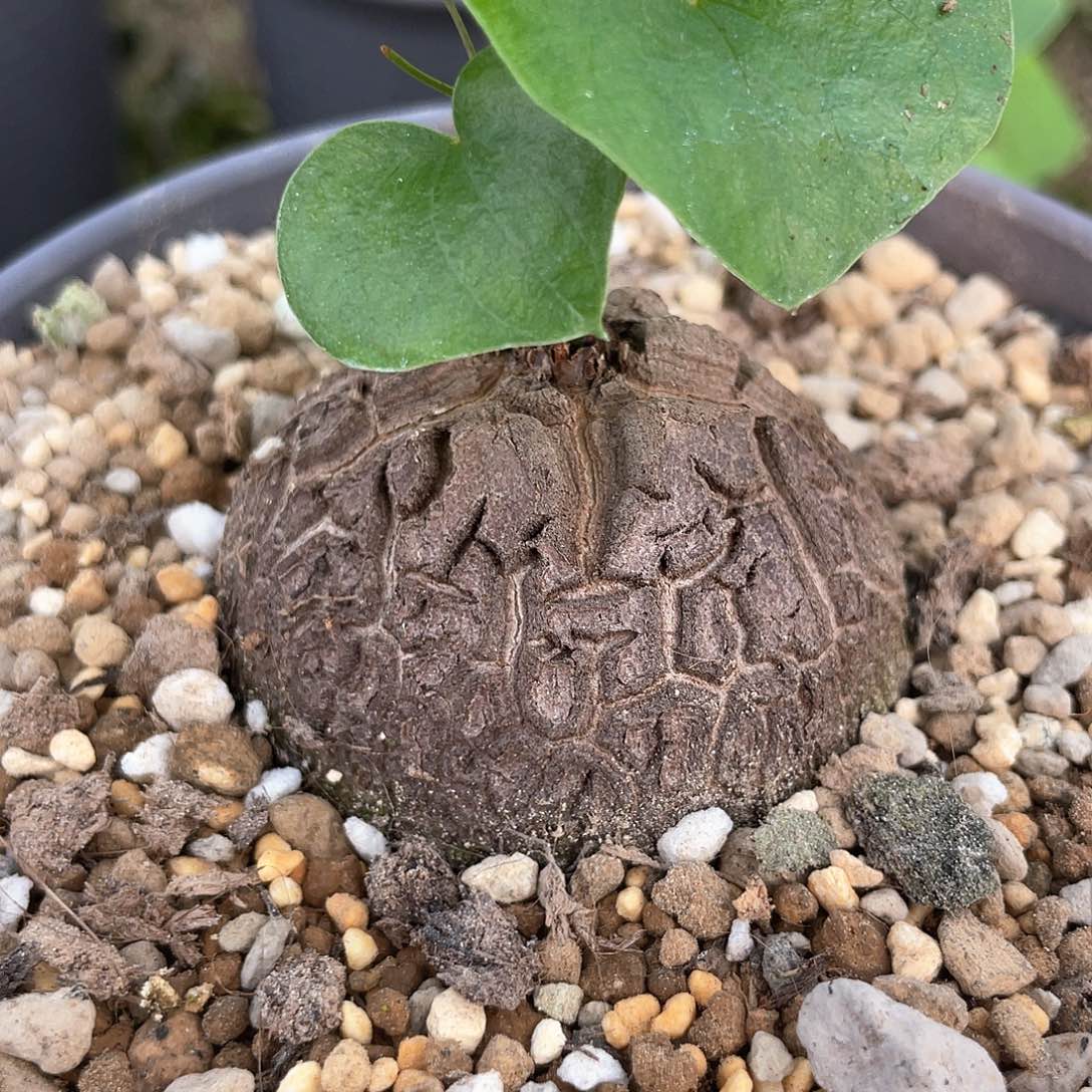 龟甲龙一物一拍477号5.1cm