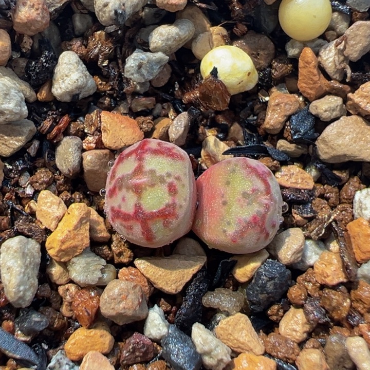 851多肉植物种类多样