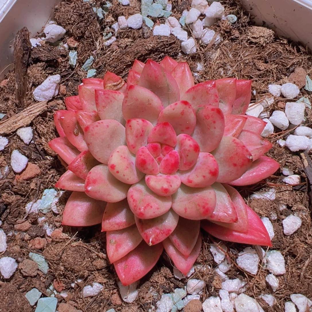 路易锦，覆轮锦多肉植物