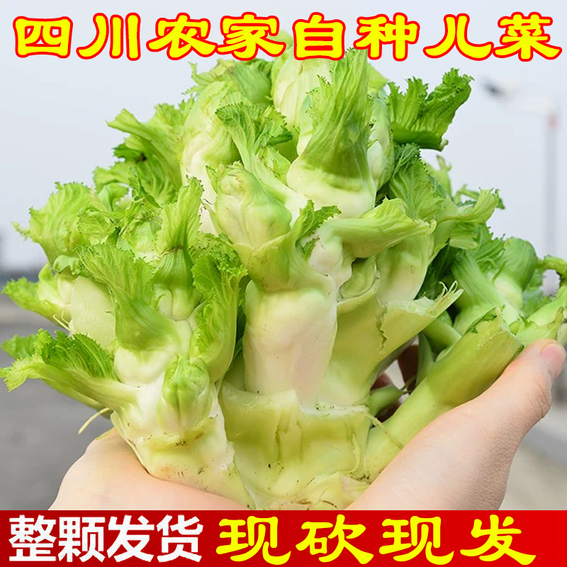 四川新鲜儿菜时令蔬菜现摘现发子母菜娃娃菜有坏包赔农家自种
