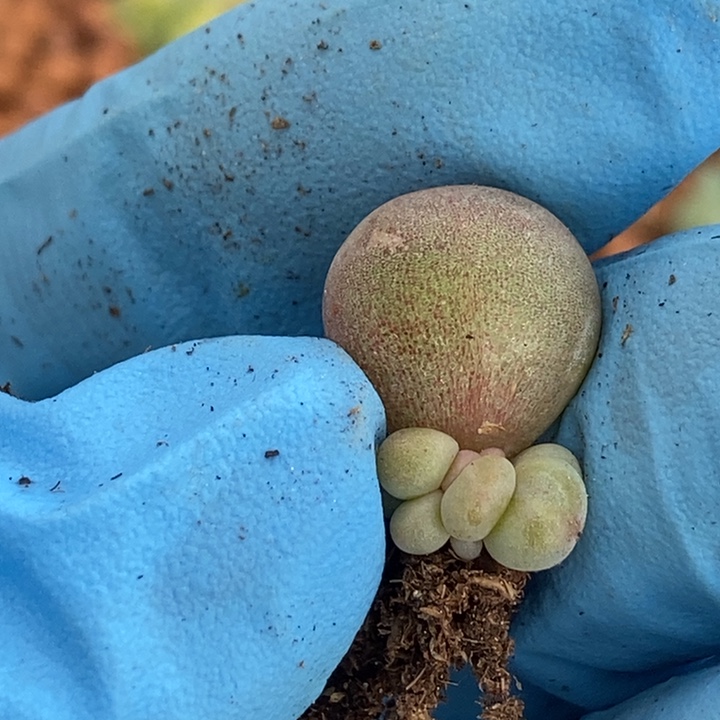 呵*不知名锦多肉植物