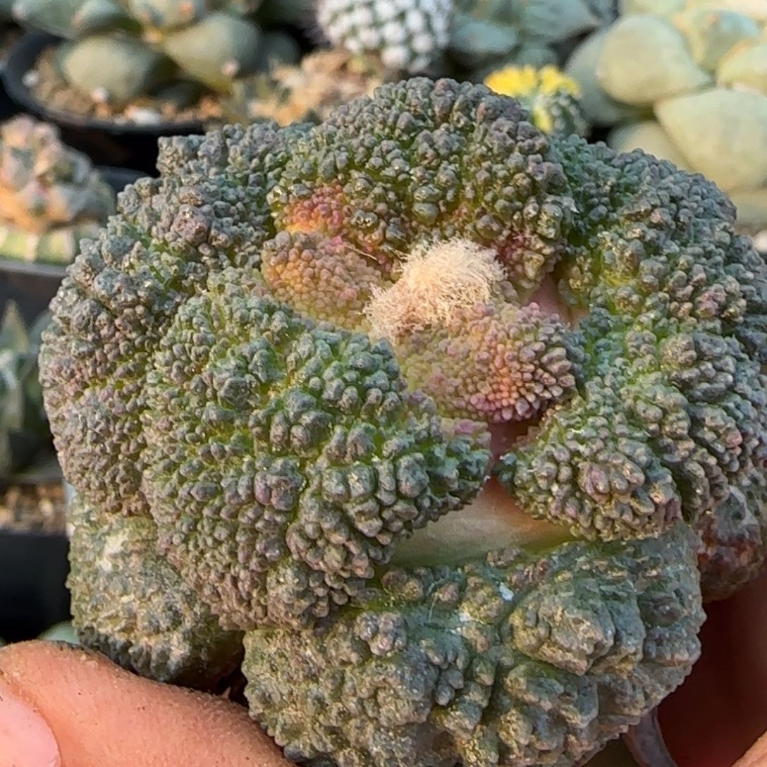 无花朵特细腻菜花161