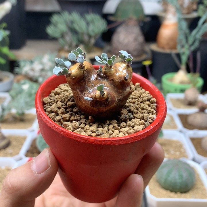 产地格加厚敦菊带盆红
