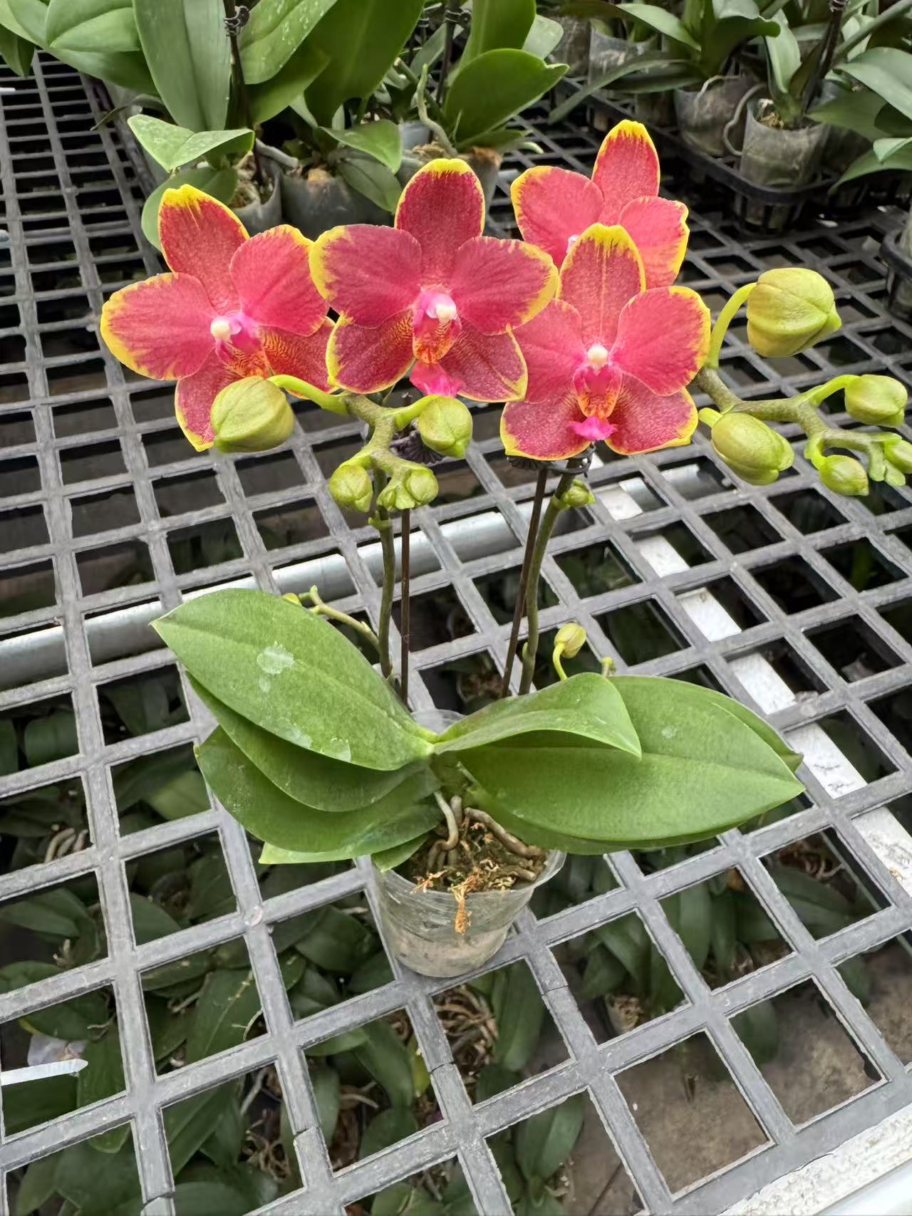 蝴蝶兰【红番茄】（拍满5颗配盆）昆明源头基地直发