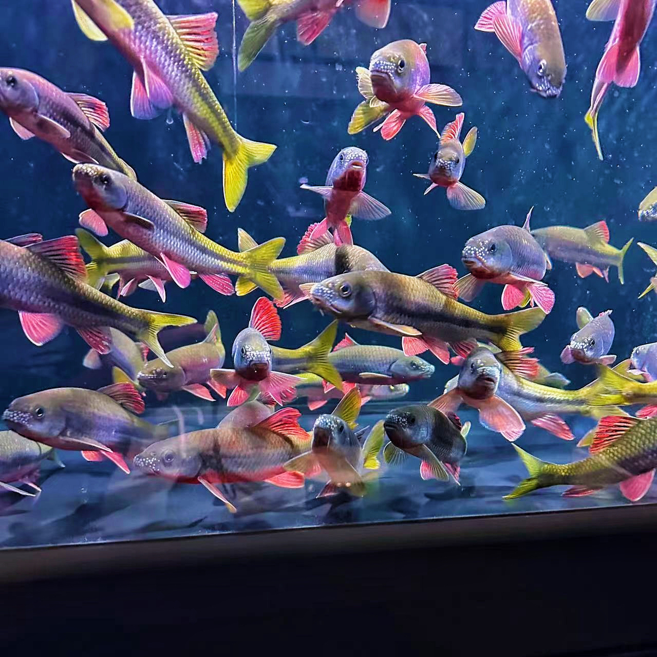 现挑现选一物一拍观赏鱼冷水鱼