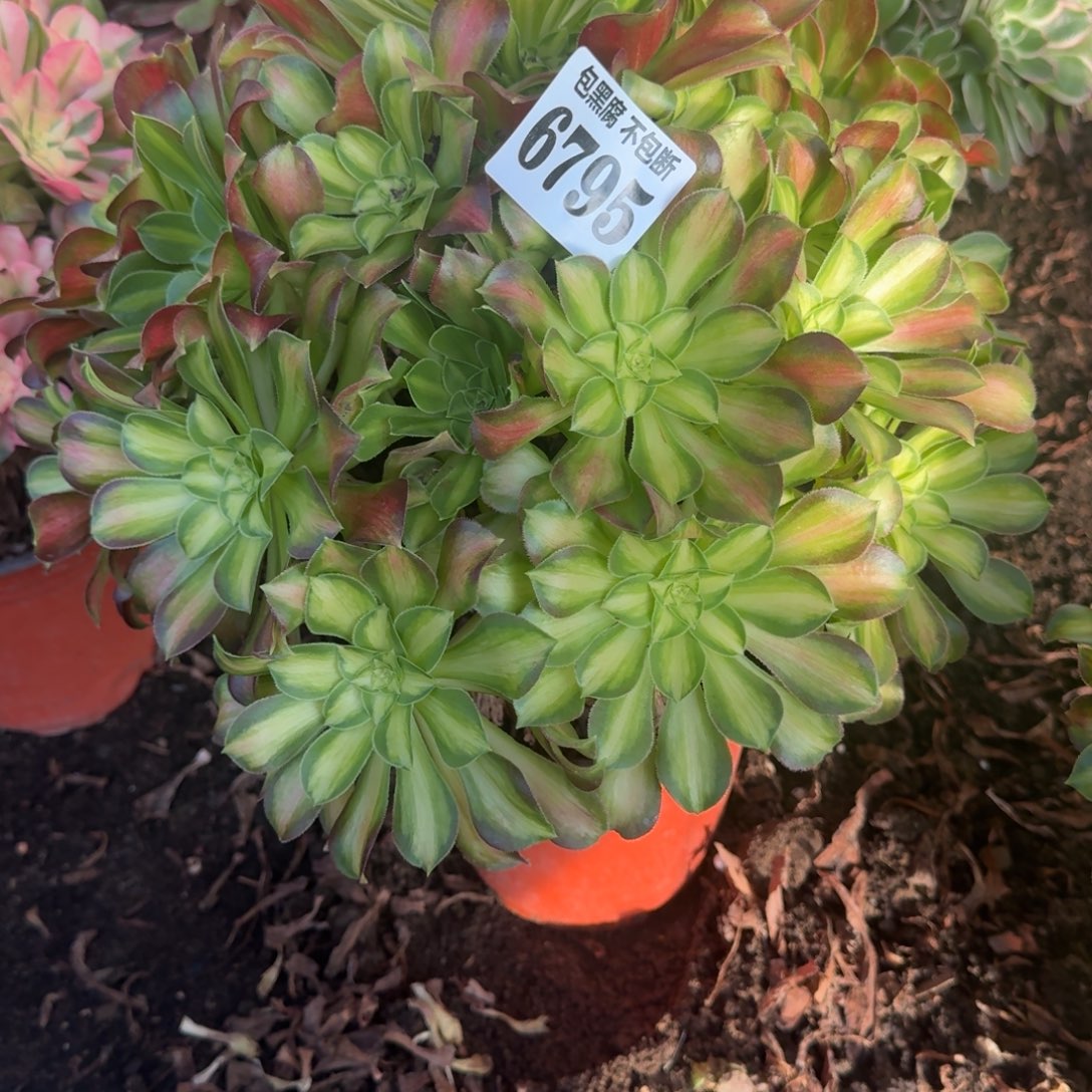 法师韶华6795 19-24